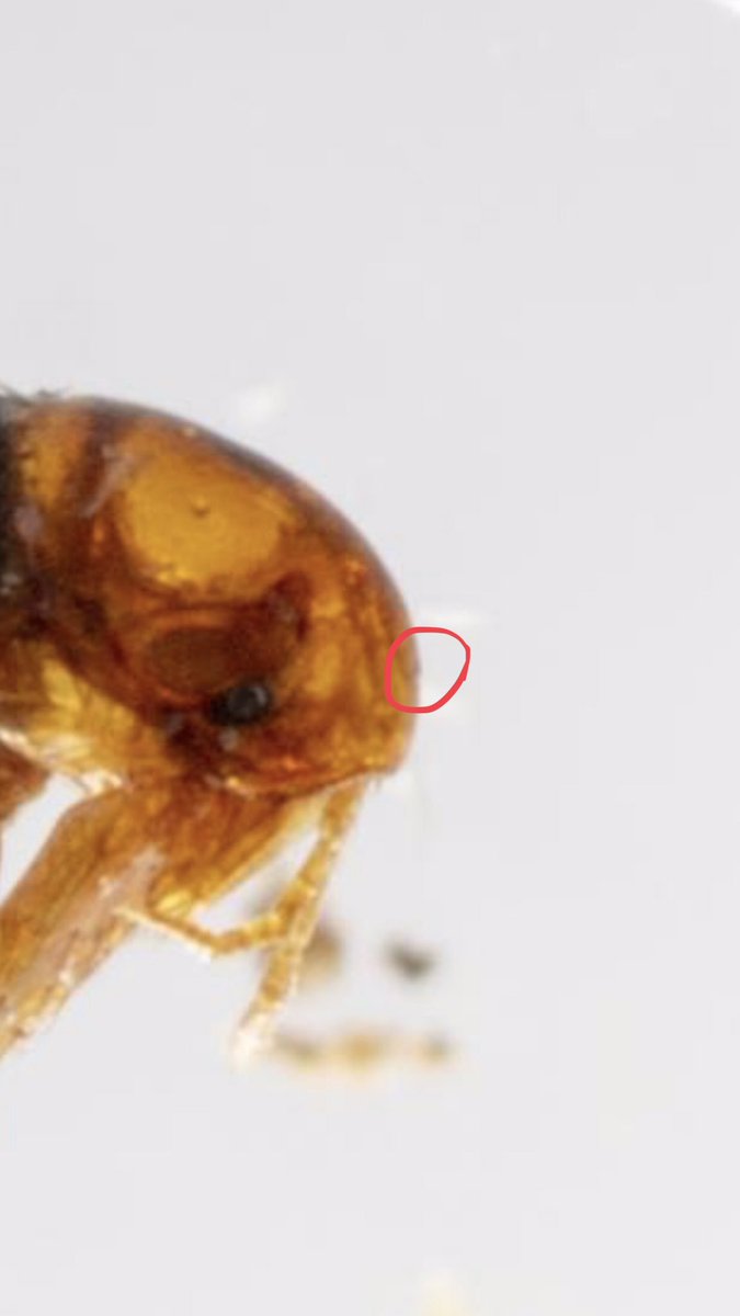thefleaqueen's tweet photo. @petercoffey @NHM_Fleas @Bertonemyia @Mozziebites I think I spy a tubercle! N. fasciatus still my best guess... https://t.co/RGzS5OF4Kc