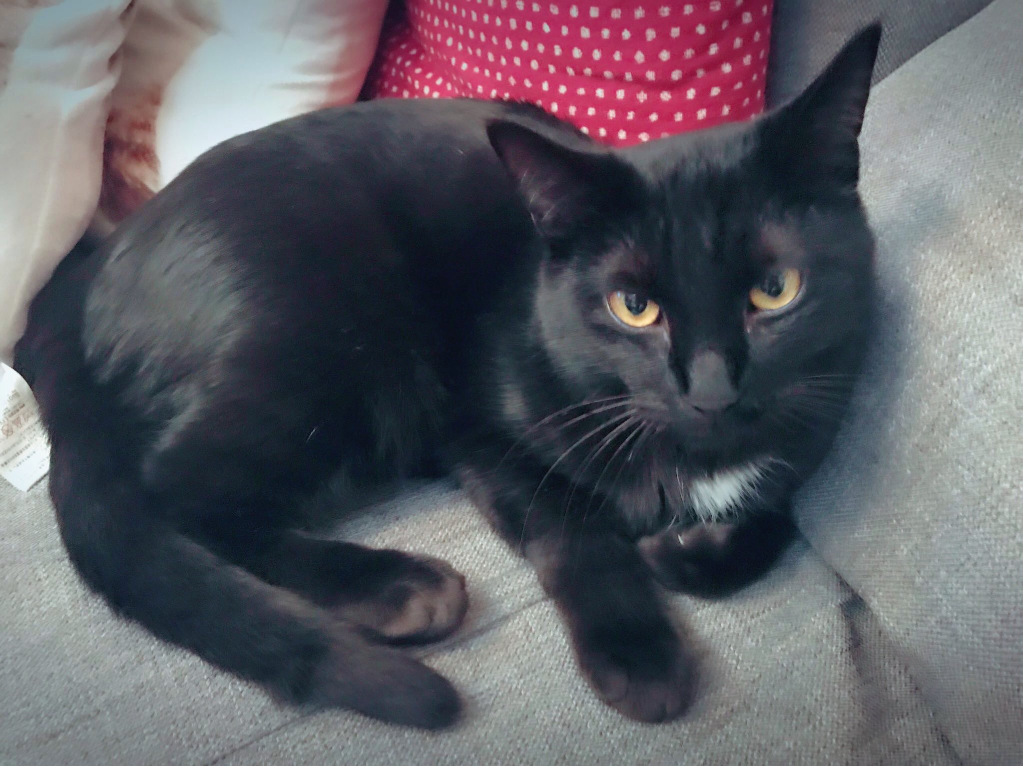 寺門ジモンのバカネイチャー Bakajimon Twitter