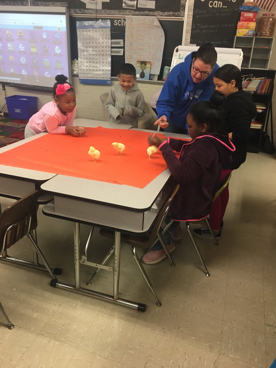 ScottBRE3rd's tweet photo. Today was our last day with Bob (1st hatched) and family. The Ss got to love on them and introduce them to some 1st grade friends. @BREMustangs #WeBelieveInBRE https://t.co/gsbCZbxREM