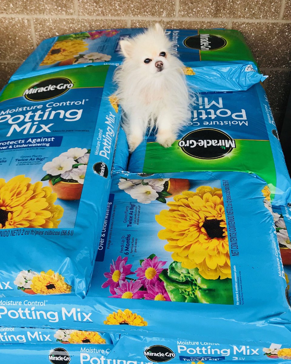 MukAceHardware's tweet photo. Ace Rewards members really do save!! Come into Mukilteo Ace today to save $3.00 on Miracle Grow 2cuft Potting Soil, only $10.99 with your Rewards Card!! We love you Mukilteo!! #acehardware #acerewards #locallyowned #shoplocal #mukilteo https://t.co/TSJLP5jZQ3