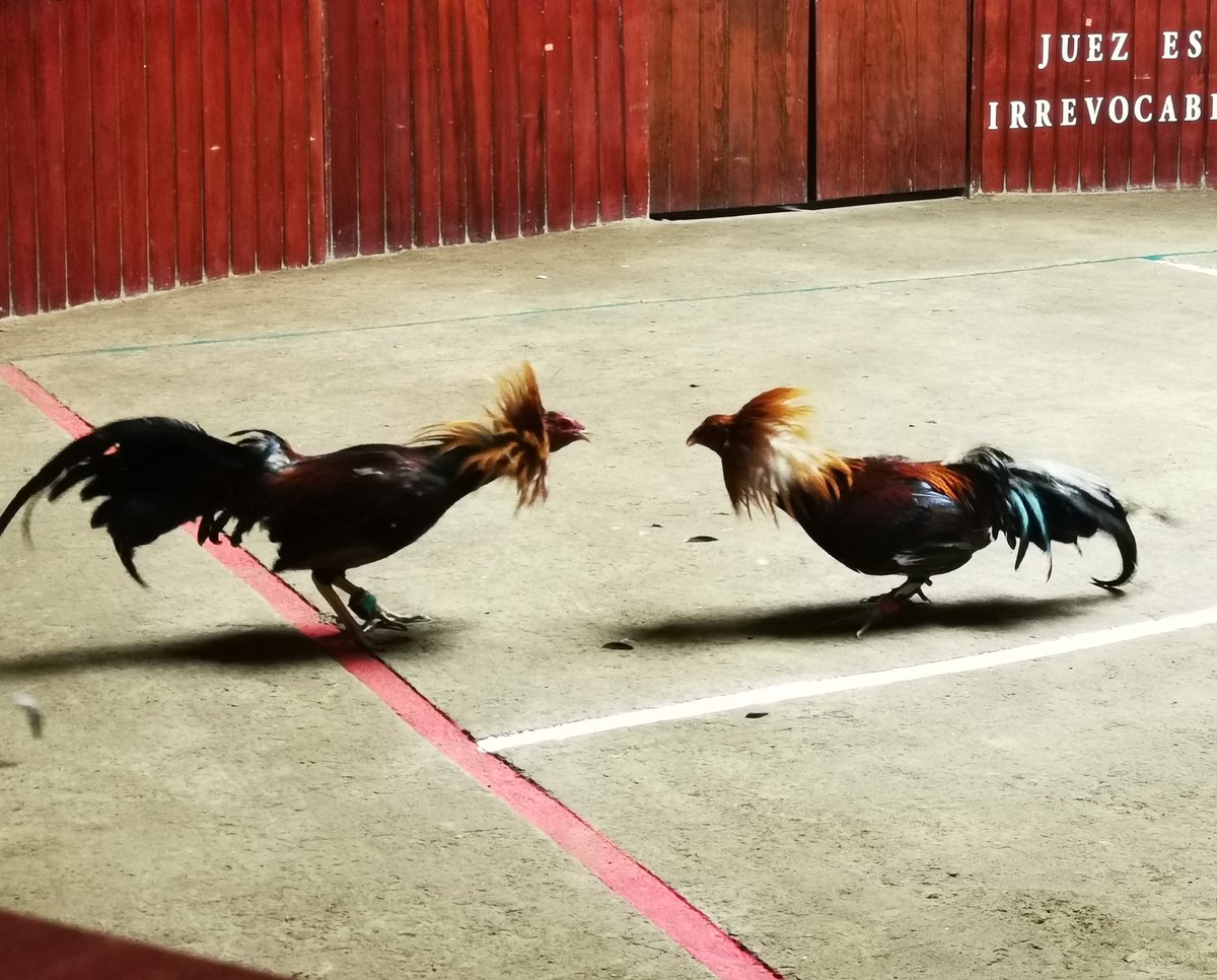 PueblaPalenque's tweet photo. Han iniciado las peleas en el redondel poblano, recuerda que el acceso es GRATUITO desde las 4 de la tarde cada día de VARIEDAD, (viérnes y sábados de feria) https://t.co/aLZsY5IxvV