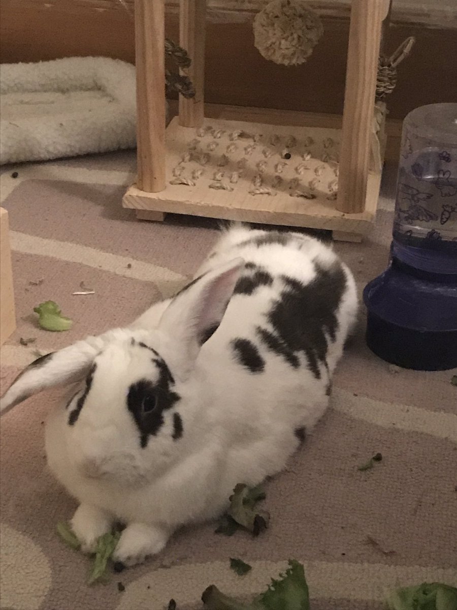DE_BUNBUN's tweet photo. I won’t let the hoomans brush me unless they catch me #butttufts https://t.co/NWnuwM5iiZ