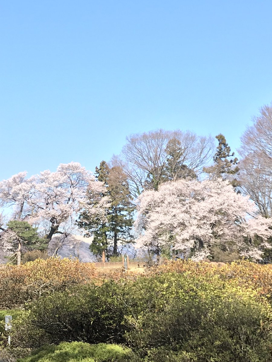 沼田公園御殿桜