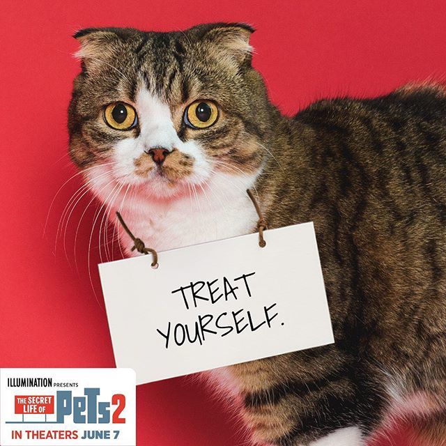 MacchaCat's tweet photo. Never doubt. Always Treat Yourself. Happy Friday, Franz!
_
#thesecretlifeofpets2 https://t.co/Kr2gzoFx1t https://t.co/bHynaY8KrY
