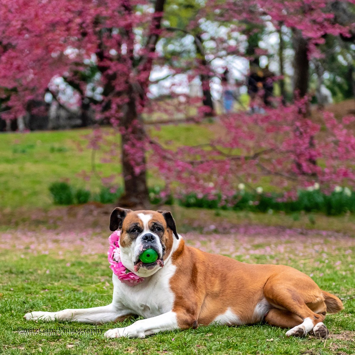mitzgami's tweet photo. Pawsitive #Spring vibes for Stella, yes thatโs her name, I meet her yesterday ๐ธ๐ธ๐ถ๐
#dogsofcentralpark #CentralPark #RescueDogs #pets #dogs #dogsoftwitter #NikonNoFilter #CentralParkBloomWatch https://t.co/dQlHuxwBEb