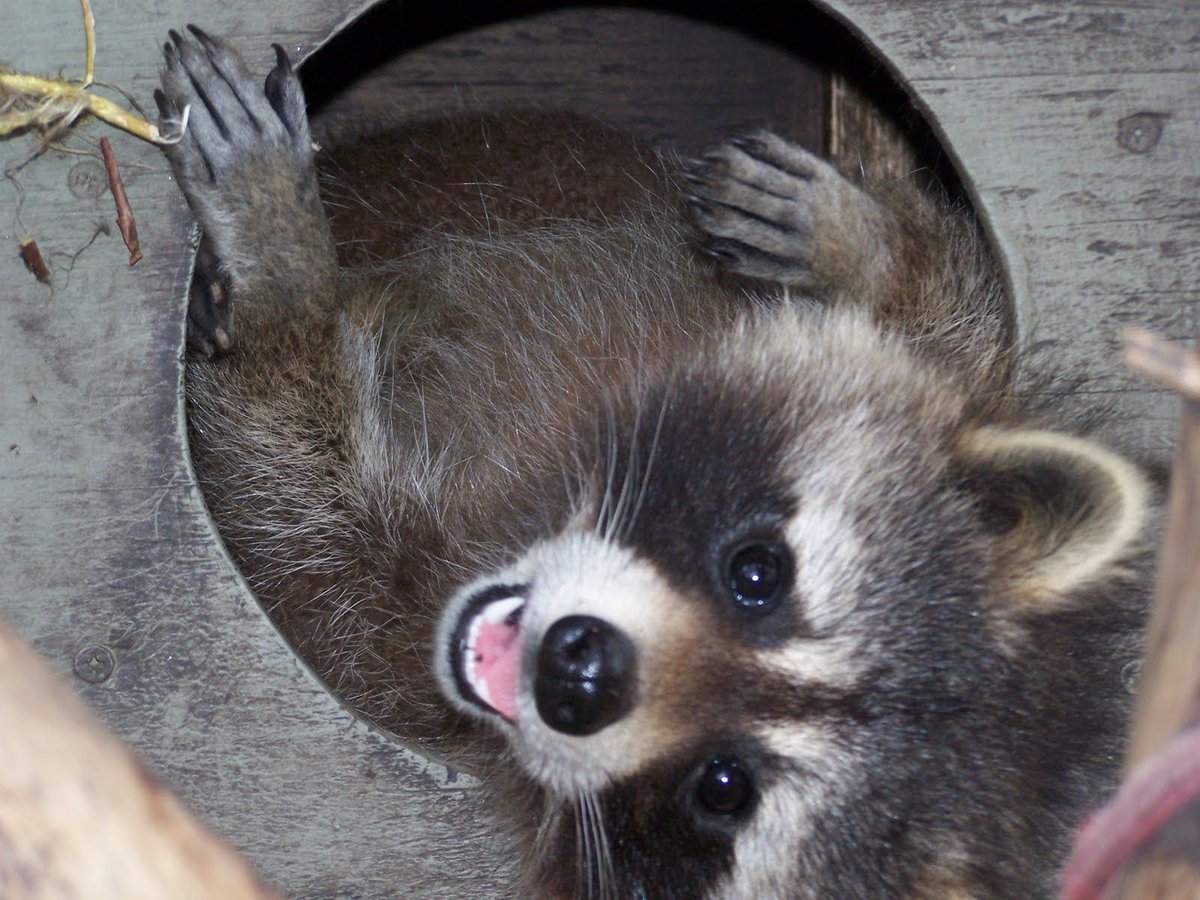 AnimalsWisdom's tweet photo. "I’m as happy as a raccoon on trash day!" #raccoons
— AnnaLisa Grant (The Complete Lake Series) https://t.co/htnqmO5E5m