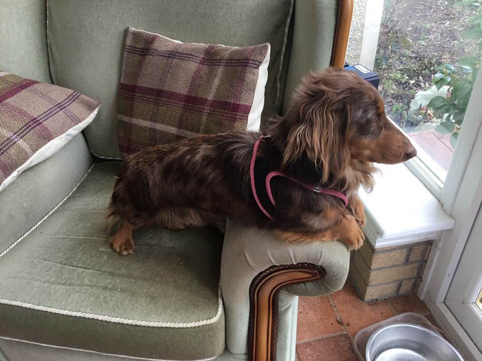 Ayr friends can you help and share? Posting on behalf of my mother in law.

This is Archie .He was lost today at Greenan Shore Ayr at 1600 .He was wearing the collar in the photo .He is very nervous and may bark when approached.Please share and help find him .