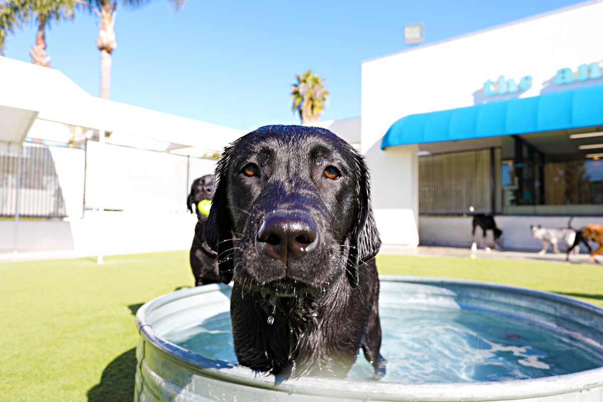 animalkeepersd's tweet photo. Kash is having too much fun. JK - That's not possible at Doggie Day Camp!
#ak #animalkeeper #doggiedaycamp #bigdogcamp #akvacay #sddogs #sdpets #sandiegodogs #oceansidedogs #carlsbaddogs https://t.co/BKWl4gxYHy