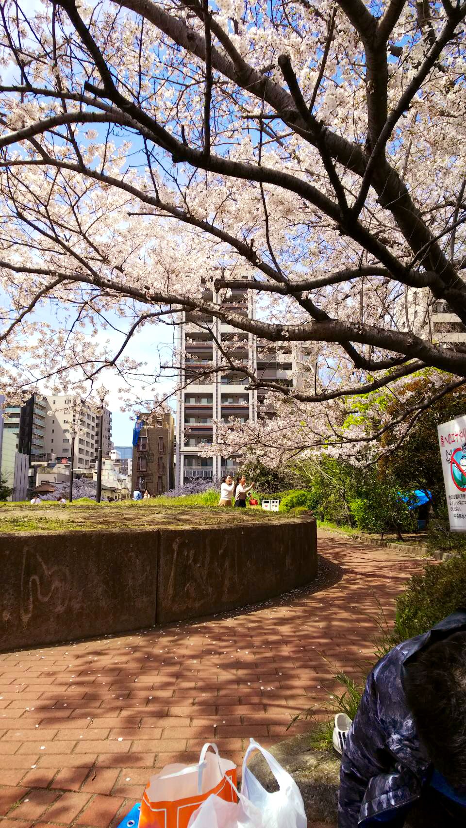 築地市場人の海グルメ お花見 まだ間に合うよ 豊洲だと アーバンドックららぽー豊洲 の裏革 築地だと はとば公園 勝どき橋たもと 隅田川沿い がふらっと行きやすくて 昨日もちらっと行ってみたよー 花見スポット豊洲 花見築地 Hanami