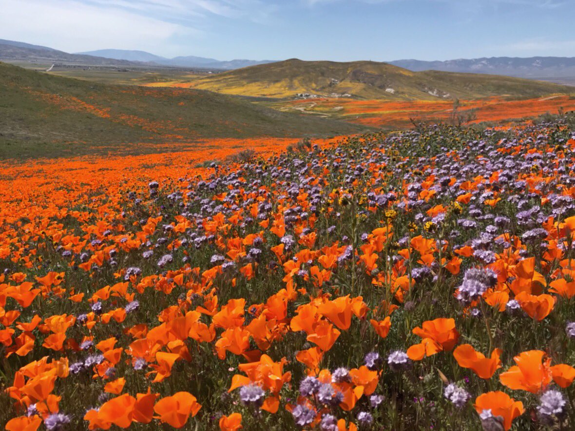 WanderTheWild's tweet photo. We saw the #superbloom! It was absolutely incredible. My heart sings just thinking about it. 😃

And as always, we practiced #LeaveNoTrace. We stayed on trail and left the flowers for the next person to enjoy. Please set a good example for others. #nowildflowerswereharmed https://t.co/R0nye0f519