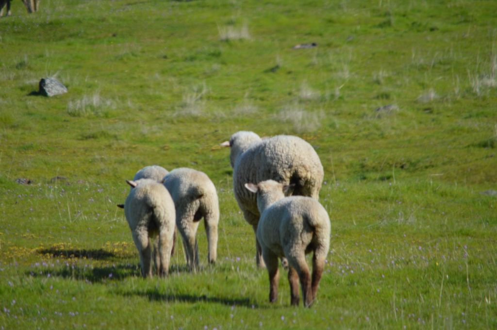 sultrymissem's tweet photo. aren't they damn cute?
#nature #wildlife #fluffybums #wigglewiggle #sheep https://t.co/RpQINuljdP