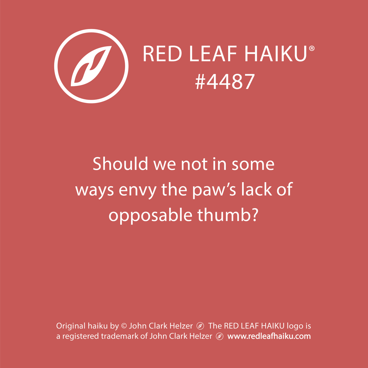 redleafhaiku's tweet photo. Should we not in some
ways envy the paw’s lack of
opposable thumb?
🍁 Red Leaf Haiku by © John Clark Helzer
#redleafhaiku #haiku #poetry #poem #envy #paw #opposablethumb https://t.co/wkjZbcHNsP