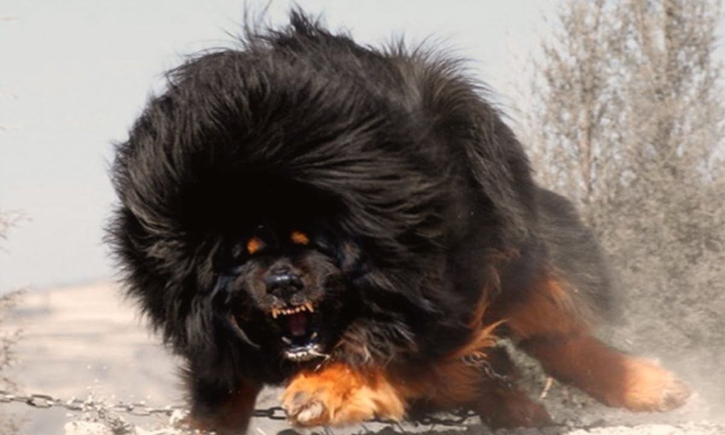 what is the most dangerous dog in the whole world