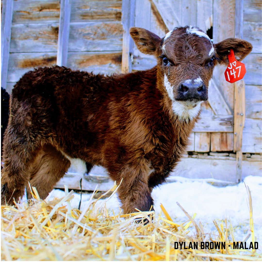 Idaho FFA tweet media