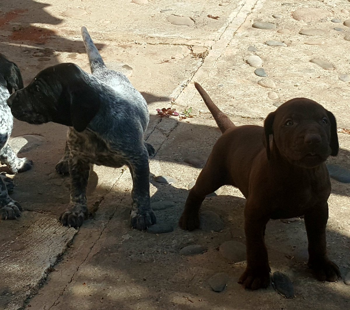 Alberto Martinez (@dogbrac) on Twitter photo 