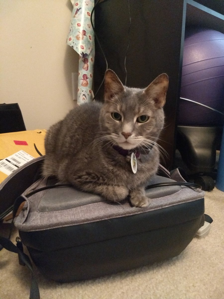 SarahAminNC's tweet photo. @yramtSFDC @Chewy You have an #escapecat too?!?! Here's my #Houdini Nemo, pictured trying to keep me from escaping by laying on my backpack. https://t.co/VaH7YZhu8b