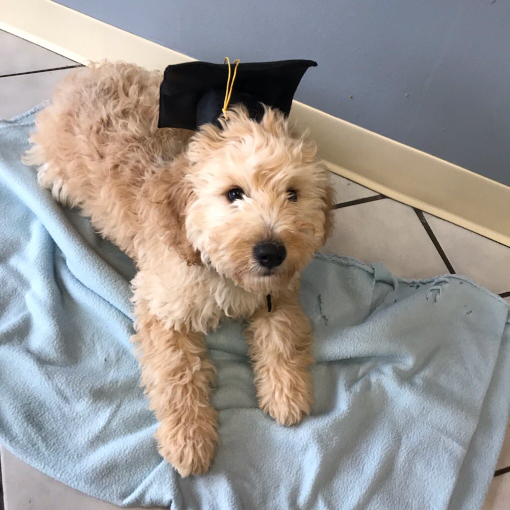 BarkTutor's tweet image. Look at these good-looking graduates from this week! Nick has worked very hard with them as they soared through our day-training program. #BarkTutor