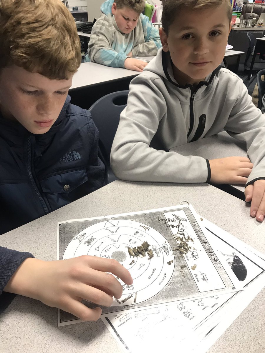 BISSMcBeath's tweet photo. Identifying bones found in our owl pellets https://t.co/iqS8PwMvcV