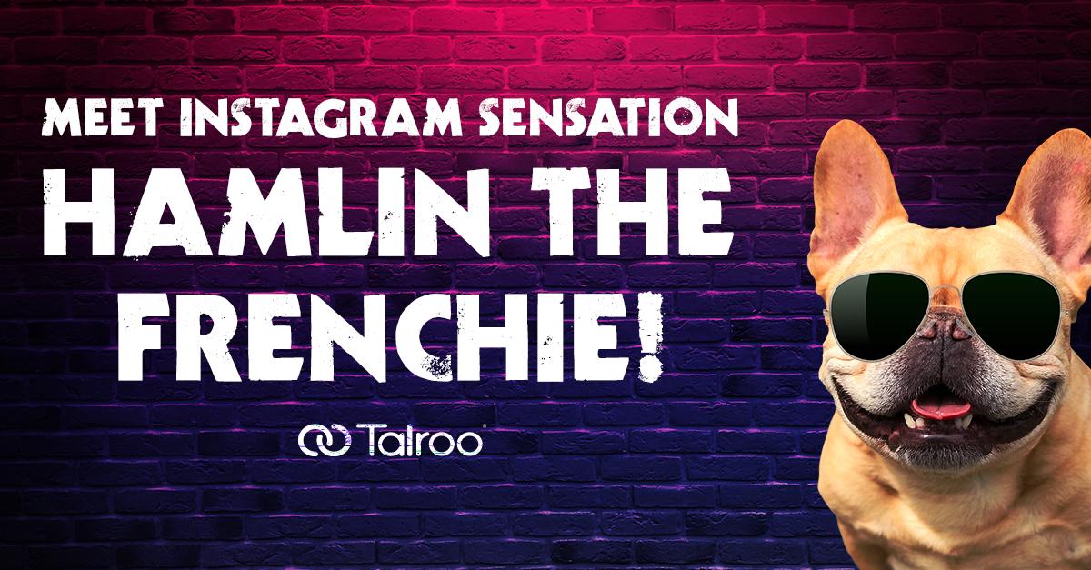 Meet Hamlin the Frenchie will be appearing at the Talroo booth at SHRM Talent on Tuesday, April 9th from 11 a.m. - 2 p.m. Take a break between sessions and high-tail it to booth #703 in the expo hall for a cuddle and selfie session with one of the coolest pups on social media.