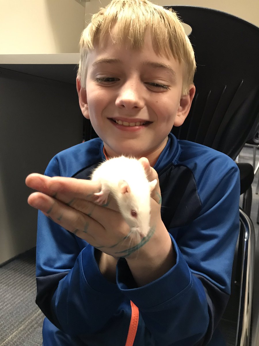 BISSMcBeath's tweet photo. The rats are here! https://t.co/mbNwcCYxrJ