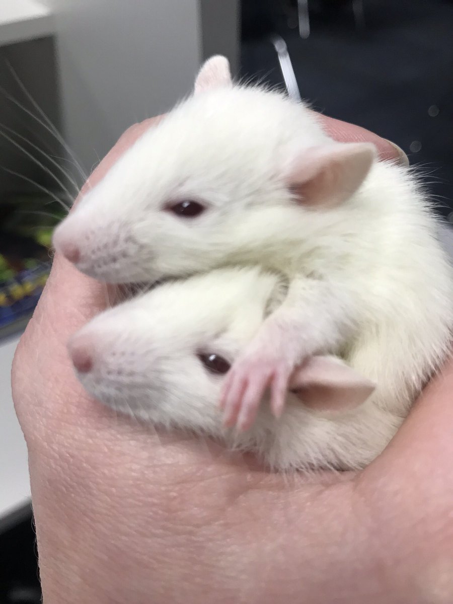 BISSMcBeath's tweet photo. The rats are here! https://t.co/mbNwcCYxrJ