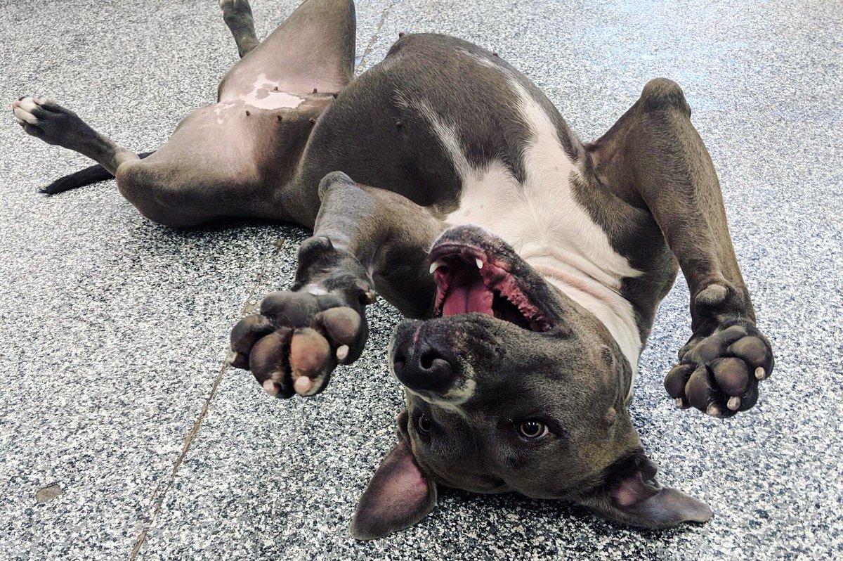 PawCommons's tweet image. *Record Scratch* *Freeze Frame* Yup, that’s me. You’re probably wondering how I ended up in this situation 😂
.⠀⠀
.⠀⠀
. What do you think led to this photo? 
.
.
#doggydaycare #sandiego #california #cali #arizona #kissmypaws #pawcommons #friday #freezeframe #pawsup #silly