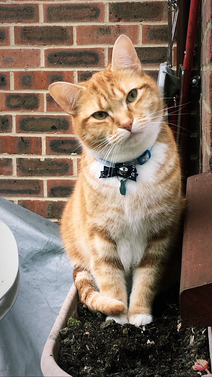 LorenPhoto's tweet photo. He broke the plant pot with his weightyness..... 🤦🏻♀️ xx #chunkyKitty #WeasleyBernard 🐾 https://t.co/MaEVFUXshX