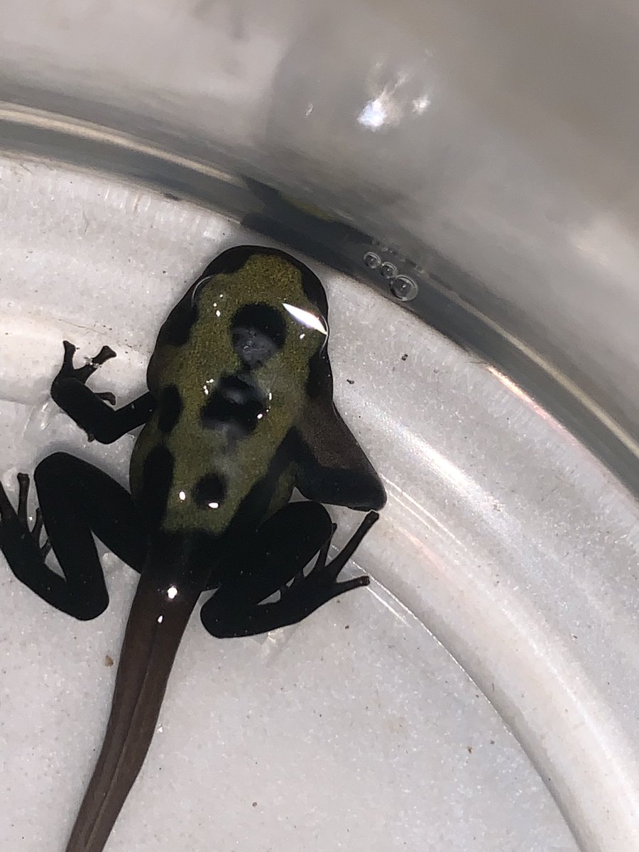 joesfrogs's tweet photo. Arm is almost out!
#joesfrogs #dartfrogs #reptiles #breeder #rainforest #dendrobates https://t.co/hjc2rAA0nI