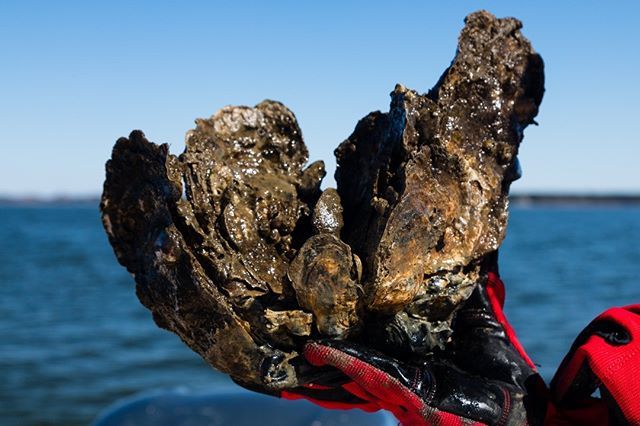 chesapeakebay's tweet photo. Update from Maryland: The Maryland House of Delegates voted today to override Governor Hogan’s late-night veto of legislation that would permanently protect five of Maryland’s large-scale oyster restoration sanctuaries. The state Senate is expected to vo… https://t.co/FGdev7k7UZ https://t.co/9opxh8jfBI