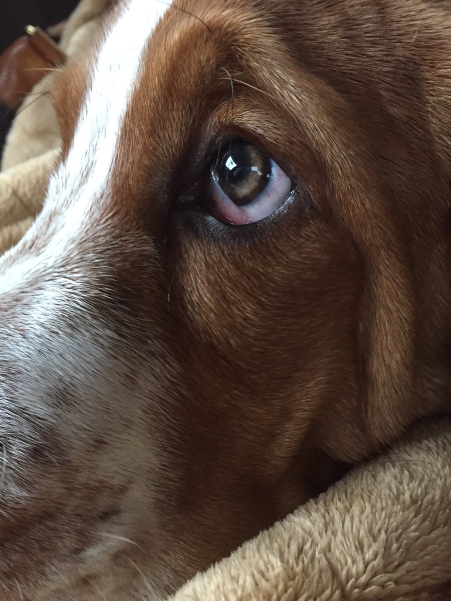 mkknott's tweet photo. Winstonโs got his eye on the weekend...#Cardinals #OregonWomensBasketball #finalfour #warmerweather #lotsofwalks #buggingmom #bassetshenanigans #puppylove๐ https://t.co/sq3FpJRo2V