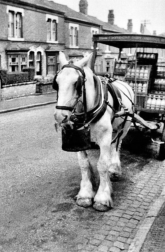 A COOP milk horse doing a round in Birmingham #Birmingham #England #history
