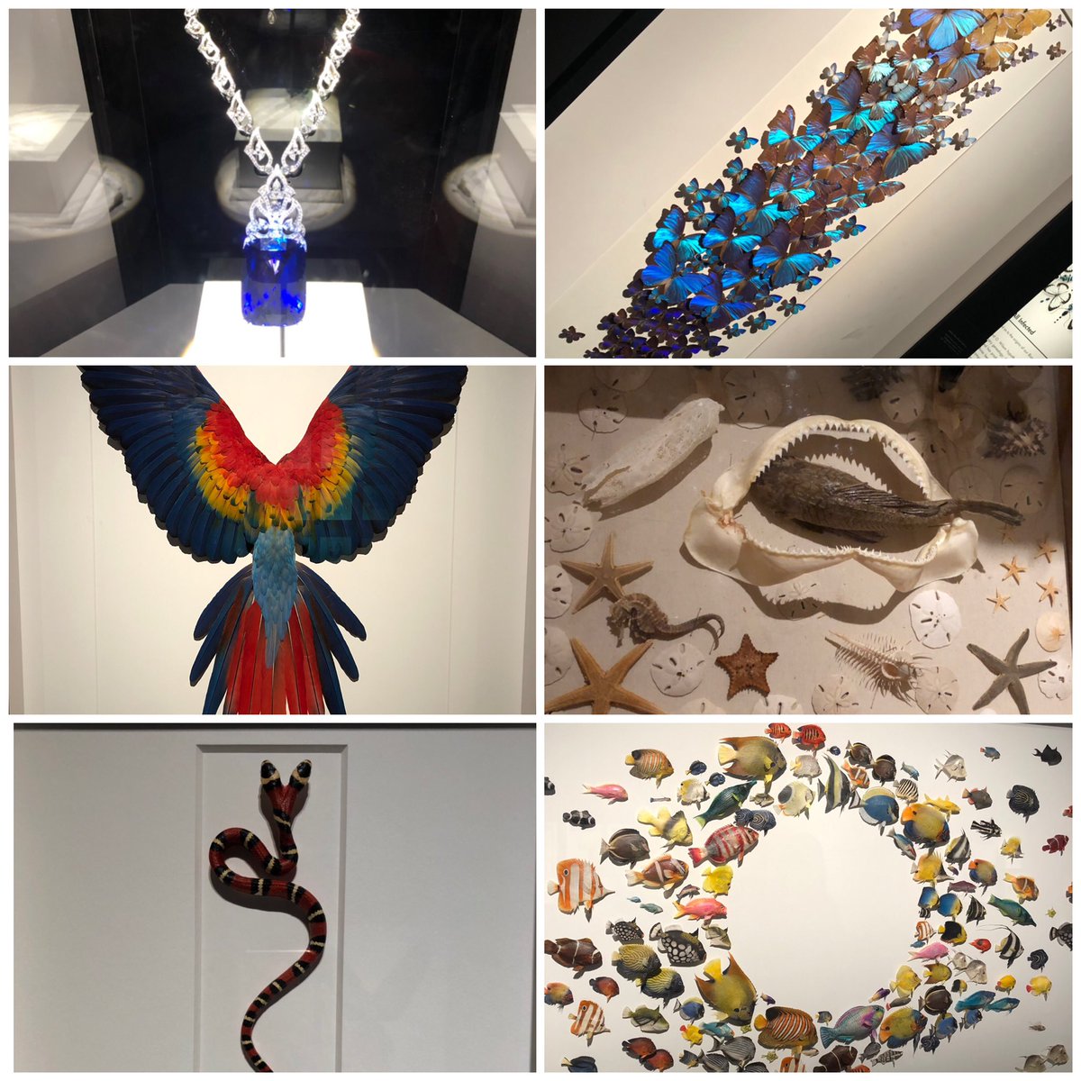 carberymonica's tweet photo. We had the BEST time at HMNS! Thank you so much to @PtoPowell for allowing us to have this experience! @PowellCISD https://t.co/2olEqZVNyT