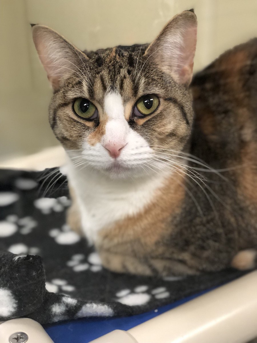 HumaneSJC's tweet photo. Today’s Found Pet Friday is brought to you by “Strudel”! Since last Friday we have take in 6 stray cats and 5 stray dogs. If you are missing your pet please come take a look! #foundpetfriday #humanesjc #strudel https://t.co/A9pJIWeovG