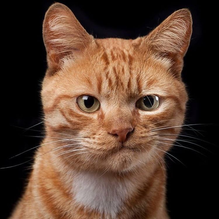HumaneGoods's tweet image. When you ask for Coke and the waitress asks if Pepsi is ok. 
Retweet!
.
#coke #cats #catlovers #kitty #Cat #catsrule  #catsoftwitter #kittens #caturday #catlife #meow #lovecats #ilovecats #catoftheday #rightmeow #bestmeow