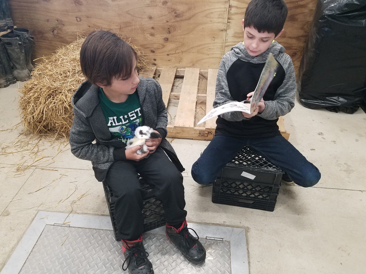Showing off your skills reading to the baby bunnies when you have an awesome week reading and writing.  Hehaw Henry, Bella, and Rose were all jealous.  <a href="/WES_Hornets/">WES_Hornets</a> <a href="/CouchEllen/">Ellen Couch</a> <a href="/Erin_Luck/">Erin Luck</a> #isleREAD