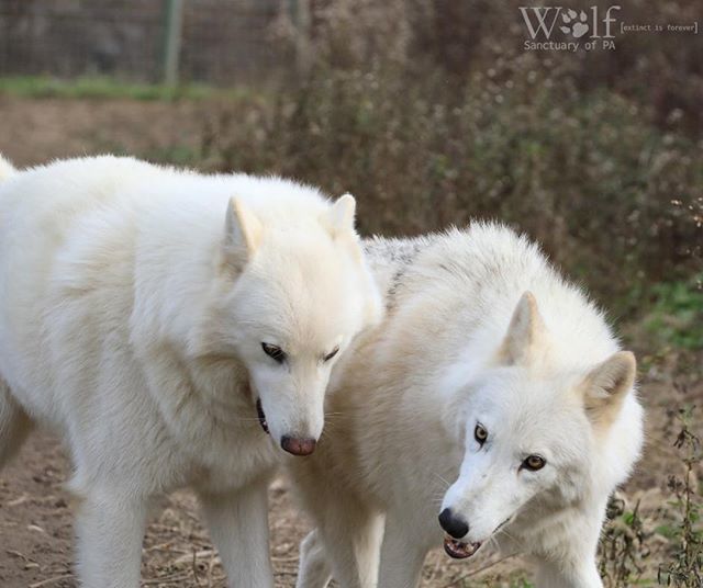 WolfSanctuaryPA's tweet photo. Mika (left) and Spirit (right) ๐บ goofing around as usual. ๐ธ credit: @wildlifephotographychuckrineer #pawolfsanctuary #wolfsanctuaryofpa #wolfsanctuarypa #wolvesofspeedwell #speedwellforge #speedwellwolves #lititzpa https://t.co/Su2nPVp7Mu https://t.co/T3LPOr6Erc