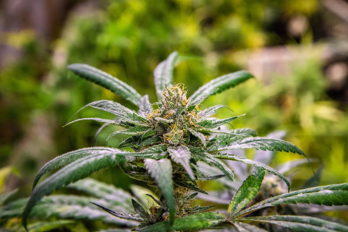 LaderaFarmsWa's tweet photo. THC BOMB💣
Looking decadently💚
.
#ladera #laderafarms #i502 #washington #cannabis #cannabiscommunity #thcbomb #handtrimmed #washingtonweed https://t.co/0LPTZqq5sF
