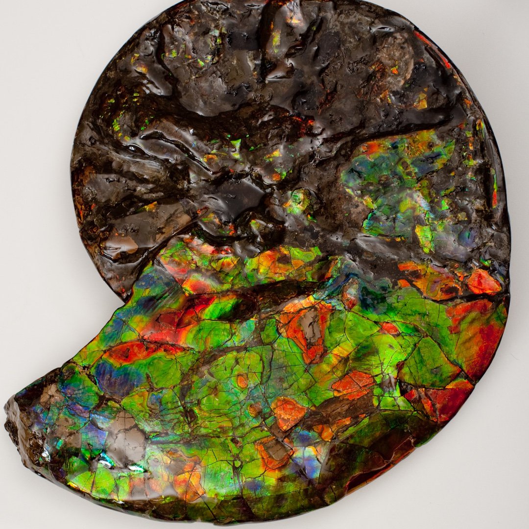 AmmoliteAurora's tweet image. Ammonite fossils remind me of an artists' palette full of dabs of bold colour and natural blending. #FossilFridays #Fossillovers #AuroraAmmolitejewellery #Calgaryproud