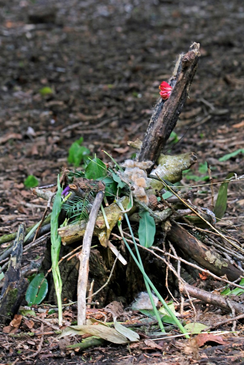 LibbyGomm's tweet photo. Woodland artwork @HSlearners https://t.co/BEjdyglAqT