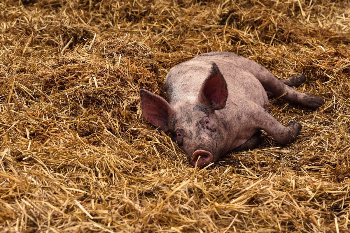 Five chefs, five pigs, six dishes @COCHON555 is tomorrow! #cochon555banff #mybanff