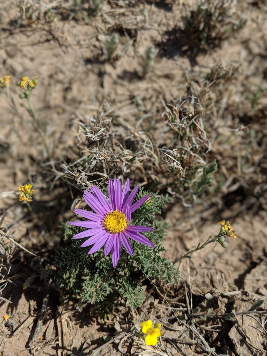 Micro_Seismic's tweet photo. Itβs beginning to look like spring!
#oilandgasindustry #fracmonitoring #oilandgas #betterfracbetterworld #microseismic #fracon #frac #spring
#oil #unconventional #permian #permainbasin https://t.co/oOQCIziG8j