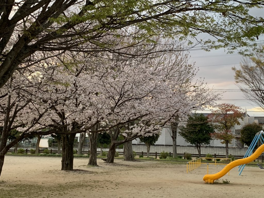 通りがかりの公園の桜満開🌸