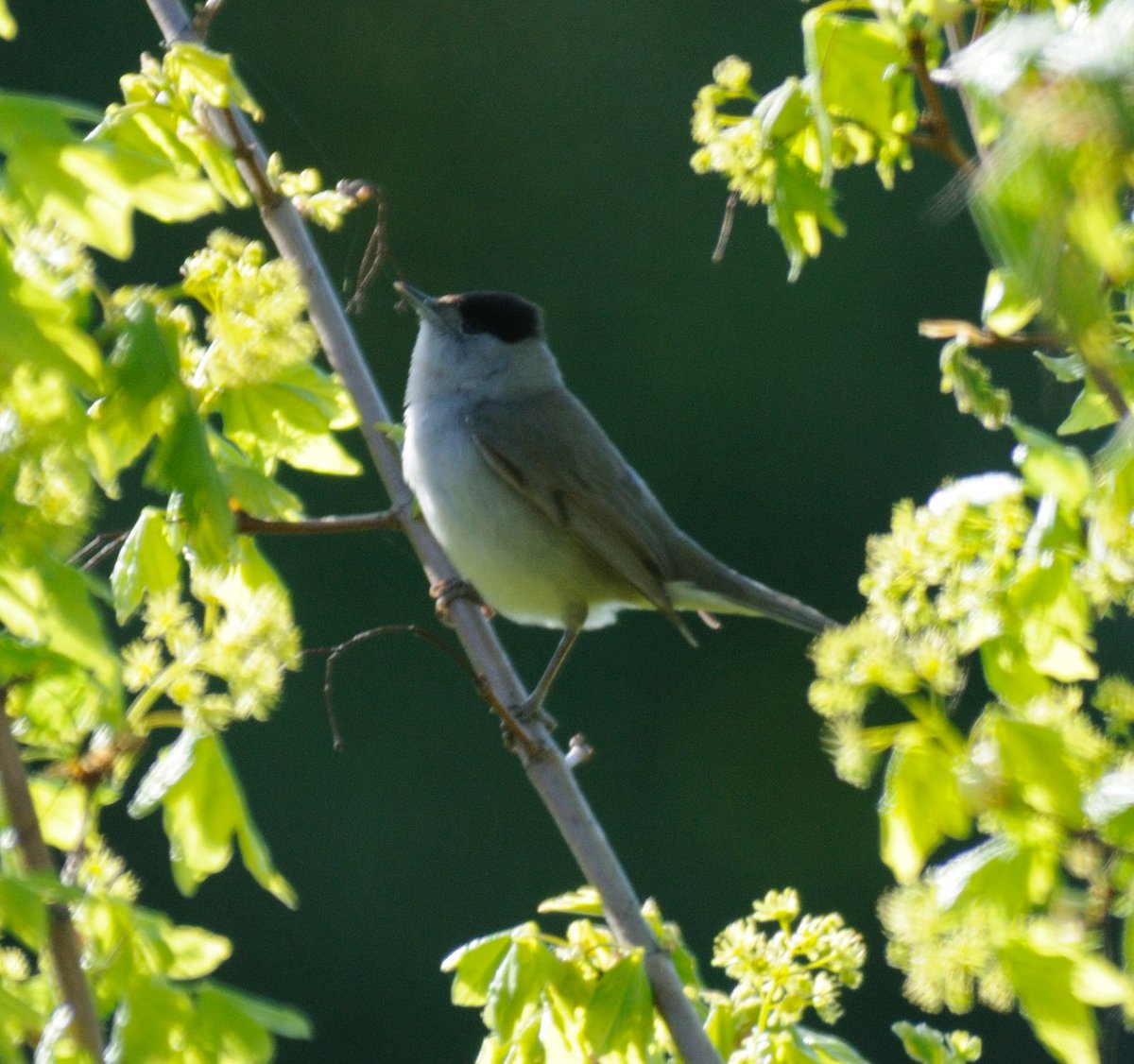 birdbrainuk's tweet photo. Looking for something to do tomorrow?  Join me at @ColdfallWood at 5am or at 7am - see https://t.co/t4mYMYv0kr for booking and more details https://t.co/VhSXSTJrh2
