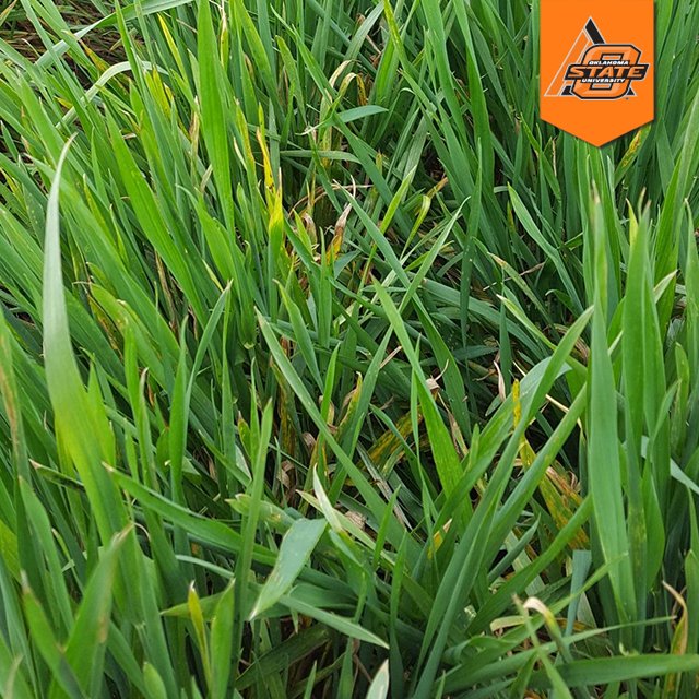 okstate_epp's tweet photo. "Stripe rust appears to be absent, and leaf rust and powdery mildew are slow to get going. Scouting in Jagalene near Stillwater revealed stunted &amp; yellowing spots heavily infested with aphids as well as some ‘new’ leaf rust pustules up on higher leaves." — Dr. Hunger #OKCoopExt https://t.co/JcGeZFZ7ZV