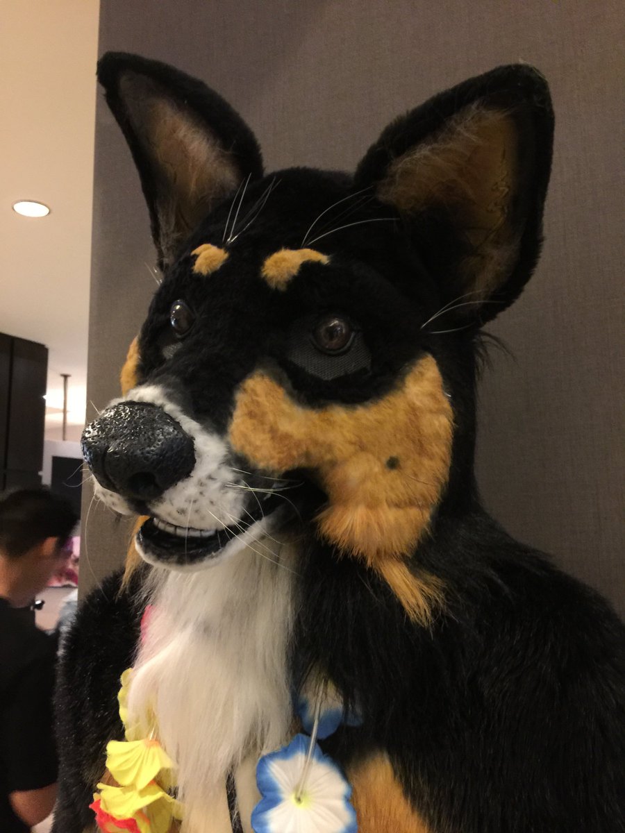 SampsonWoof's tweet photo. This #FursuitFriday photo was taken at #FC2018. Wherever you are going, @dogbomb1 I know you will bring light and goodness. Dogspeed on your next journey. https://t.co/2E2dTGp14K