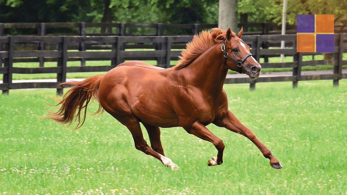 spendthriftfarm's tweet photo. G2-placed 2yo DEL MAR MAY daylights them at @keenelandracing in her 3yo debut in a $79k MdSpWt. Another stakes filly on the rise for JIMMY CREED! https://t.co/qsGNTIhFha