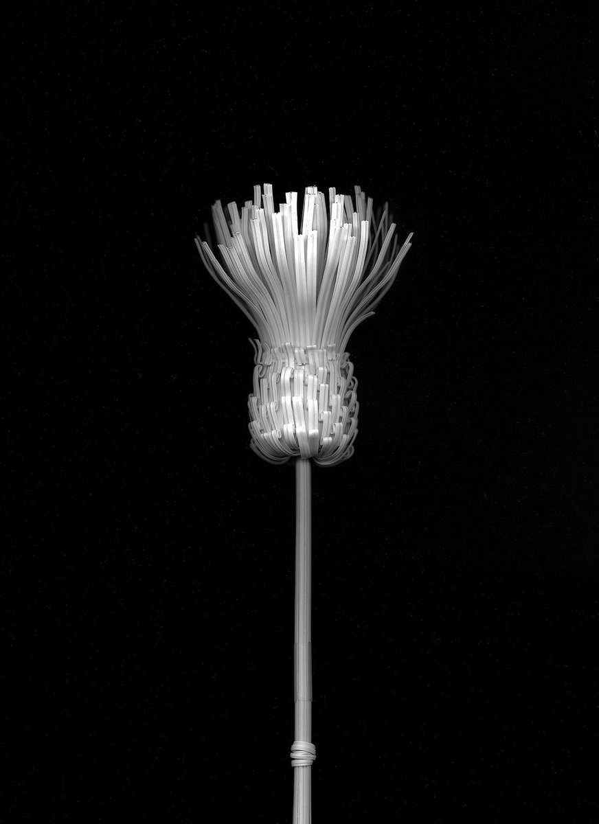 KLOMPCHING's tweet photo. 'Blossfeldt's Apprentice' by @ElaineDuigenan—available exclusively from the #KlompchingGallery in the US | 16 1/2'' x 11 7/10'', Ed: 3+2AP | 11 7/10 x 8 1/4", Ed: 3+2AP | Archival Pigment Prints | Call/Email for pricing. #aipad2019 #klompchingart #blossfeldt https://t.co/1cueRzZfAj