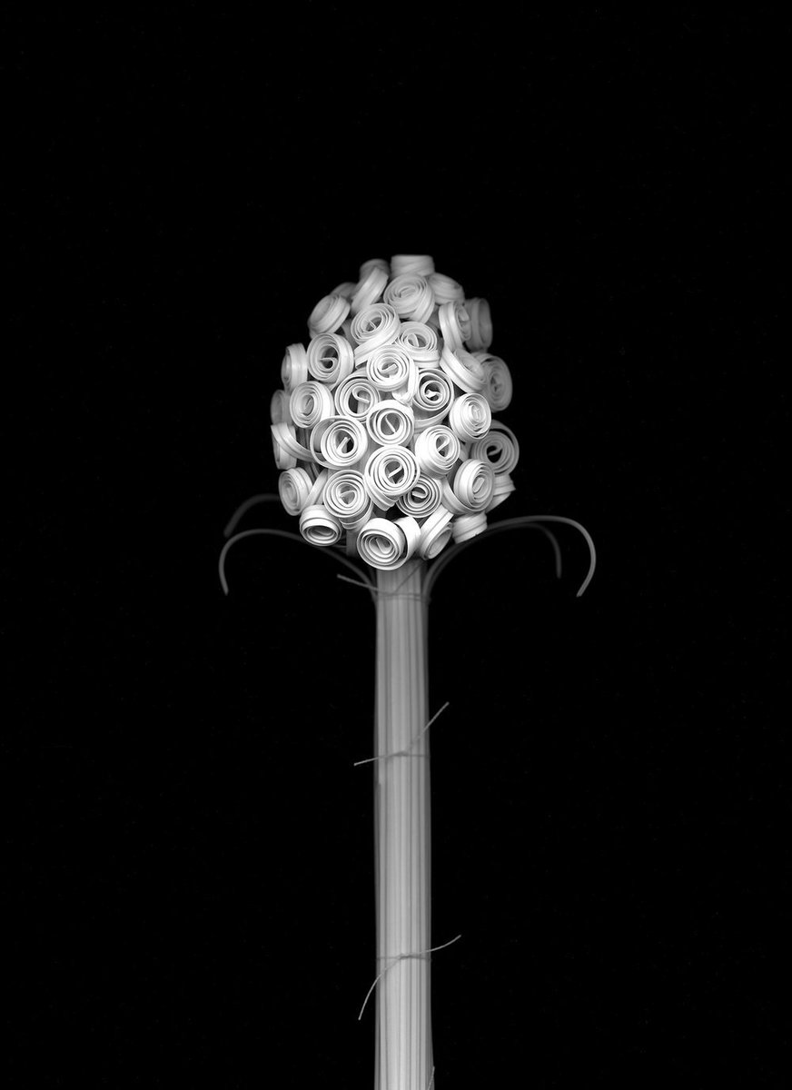 KLOMPCHING's tweet photo. 'Blossfeldt's Apprentice' by @ElaineDuigenan—available exclusively from the #KlompchingGallery in the US | 16 1/2'' x 11 7/10'', Ed: 3+2AP | 11 7/10 x 8 1/4", Ed: 3+2AP | Archival Pigment Prints | Call/Email for pricing. #aipad2019 #klompchingart #blossfeldt https://t.co/1cueRzZfAj