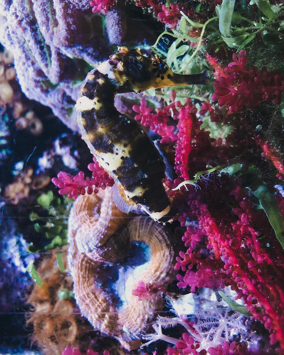 shedd_aquarium's tweet photo. From seahorses to sharks, set your sights on saltwater species from across the seas in this week's #FanPhotos! Tag us in your favorite shots from your visit for a chance to be featured. https://t.co/UrAGnfA6Go