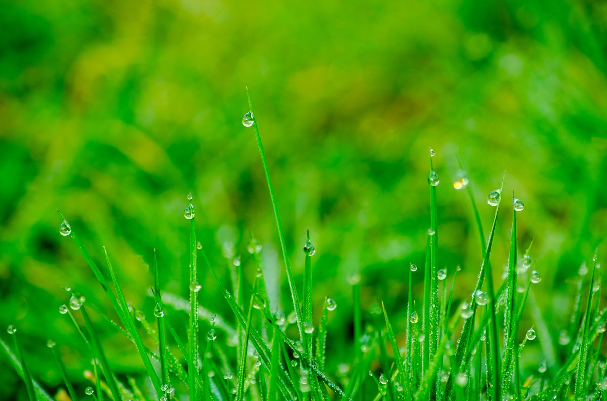 ThePowerOutletN's tweet photo. Make sure to stay on top of the health of your grass! Some species of grass can be quite finicky or the soil underneath could also have an issue! That's why it is important to remember all aspects of lawn care! #ThePowerOutlet #NC #Mooresville https://t.co/hkR591g3Bn